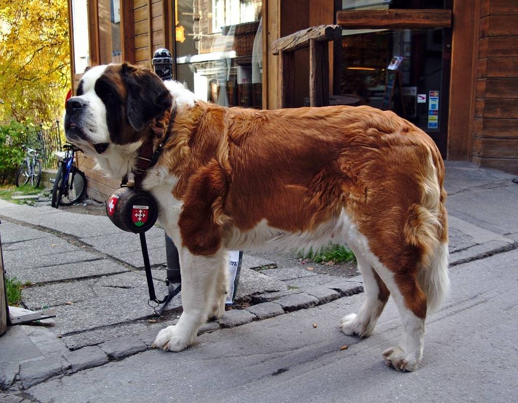 Comment détecter la douleur chez le chien ?