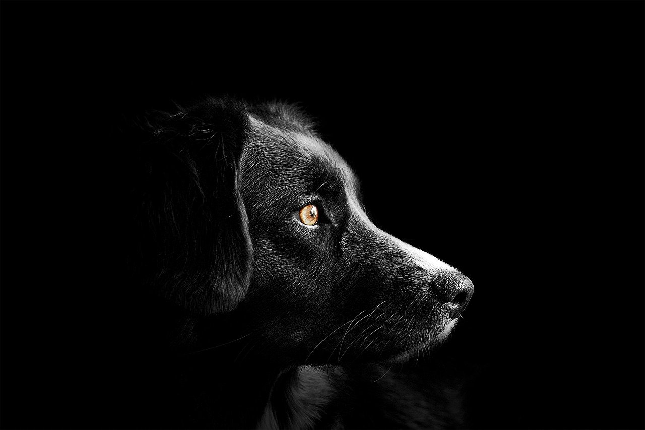 Comment protéger son chien en hiver ?