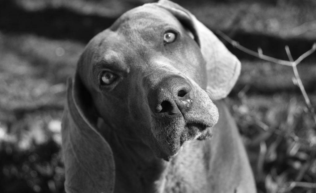 Comprendre le langage corporel des chiens