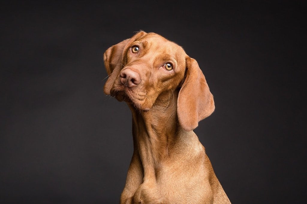 Les signes de stress chez le chien