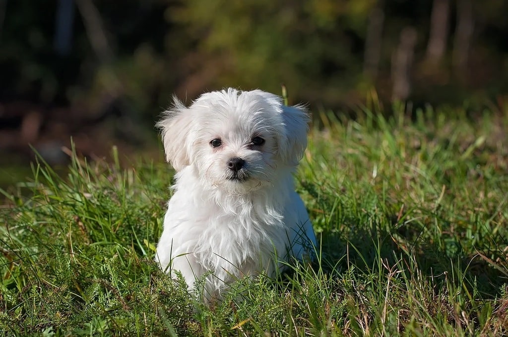 Les gestes essentiels pour une bonne santé intestinale du chiot