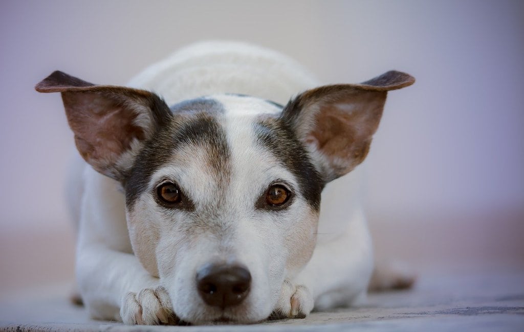 Ce qu'il faut savoir sur les chiens les moins faciles à éduquer