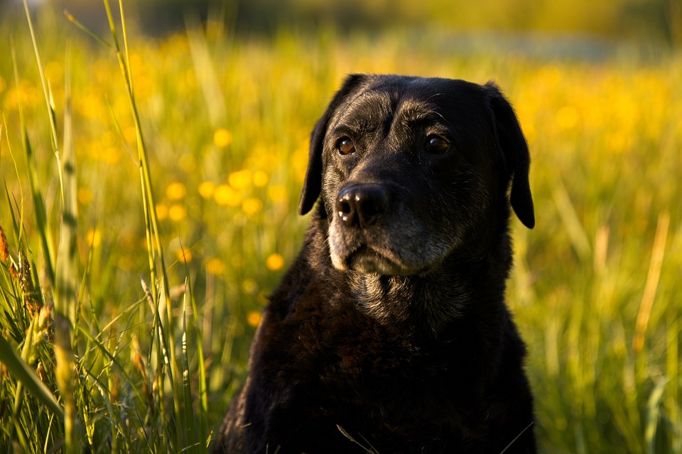Le labrador nain une race pleine de tendresse