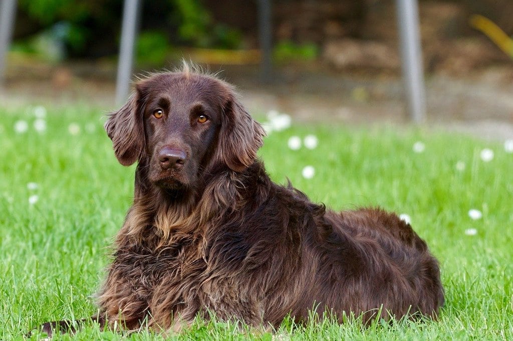 Gérer le poids de son chien avec les bonnes croquettes