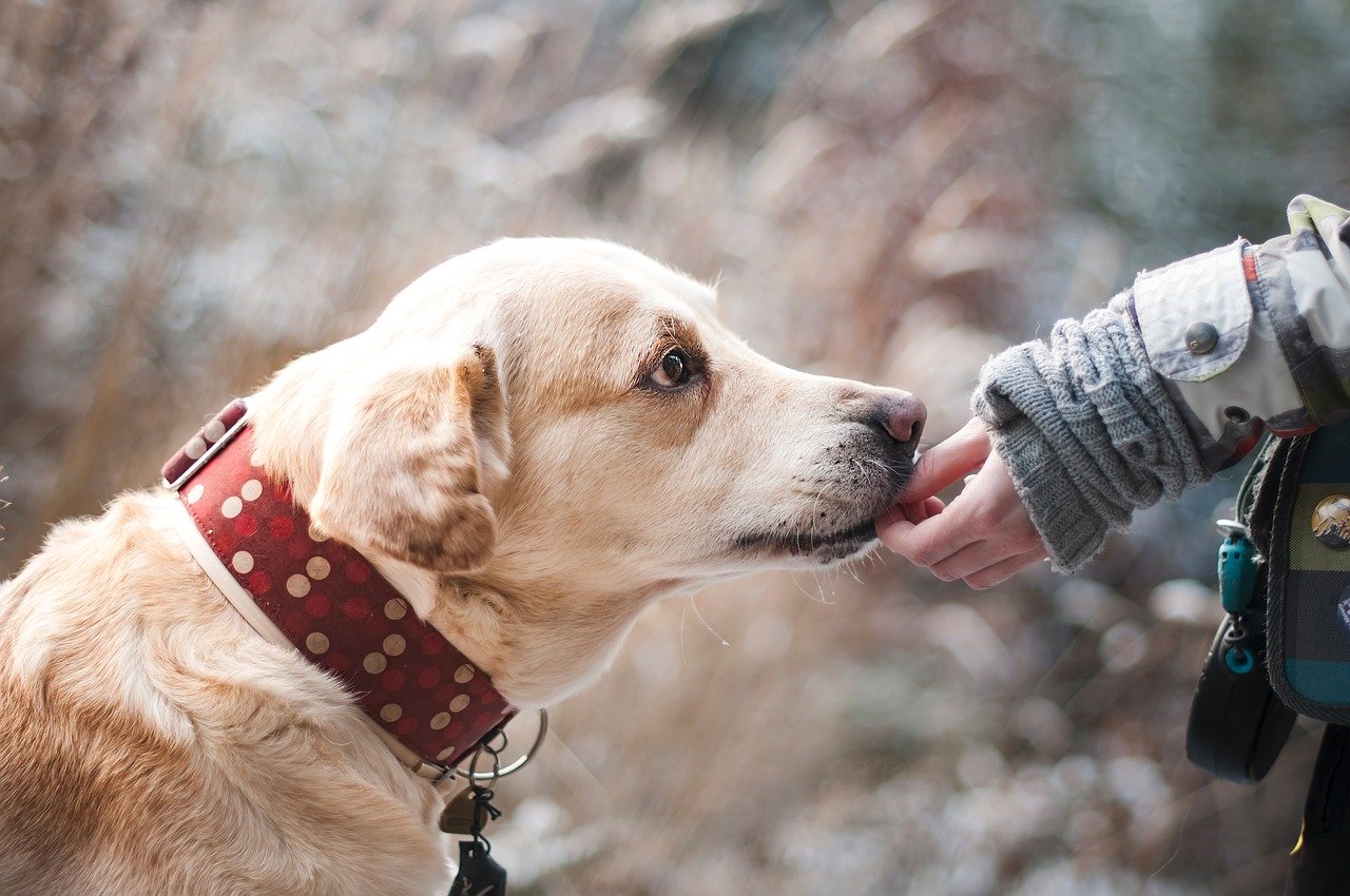 Pourquoi le soin du chien est essentiel à son bonheur ?